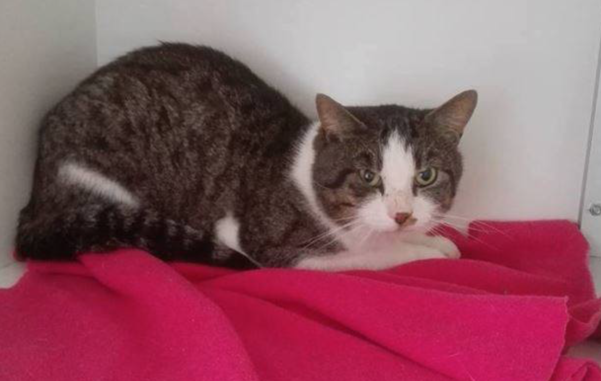 Eerste Rijswijkse kater in Streekdierentehuis ’t Julialaantje