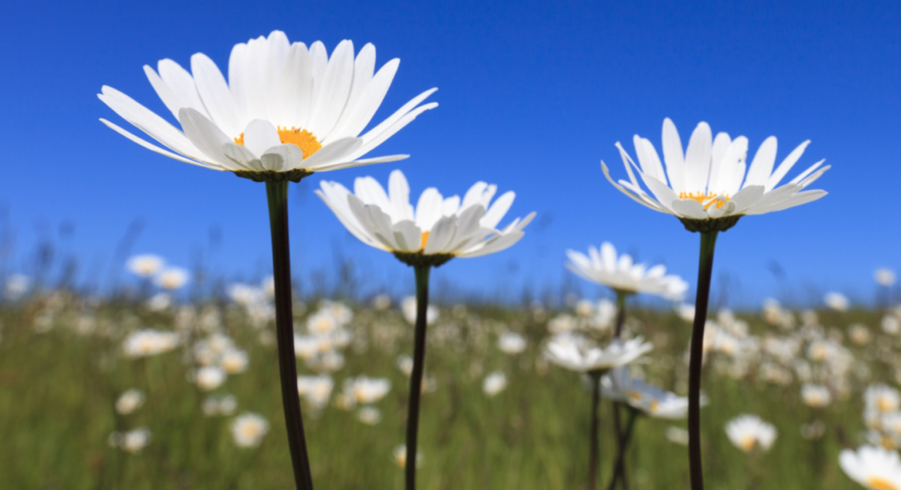 Heerlijke zomerdag in Pijnacker-Nootdorp