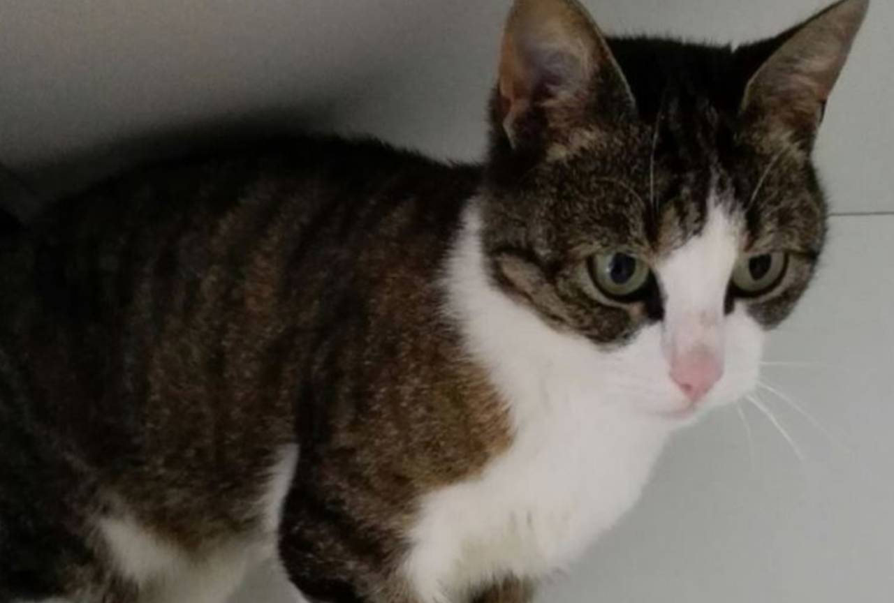 Kat uit Pijnacker is baasje kwijt