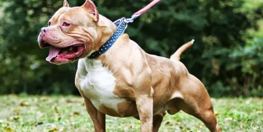 Werkstraf voor bazin van pitbull die meisje beet