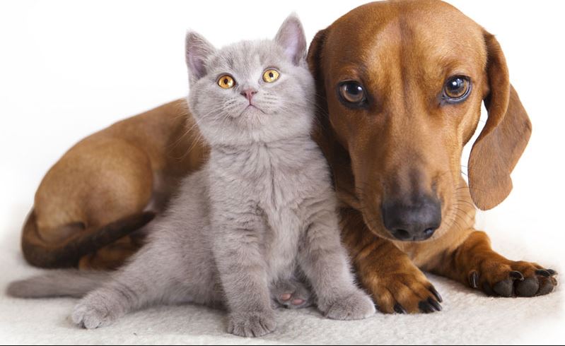 Wie bezorgt flyer voor dierenasiel Het Julialaantje