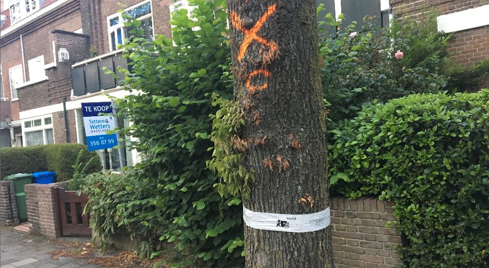 Markering bij kappen van bomen