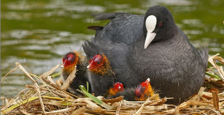 Broedende meerkoeten schorten vervanging beschoeiing op