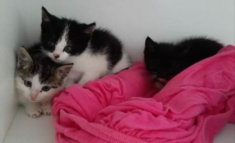 Het Julialaantje zoekt gastgezinnen voor moeders met kittens