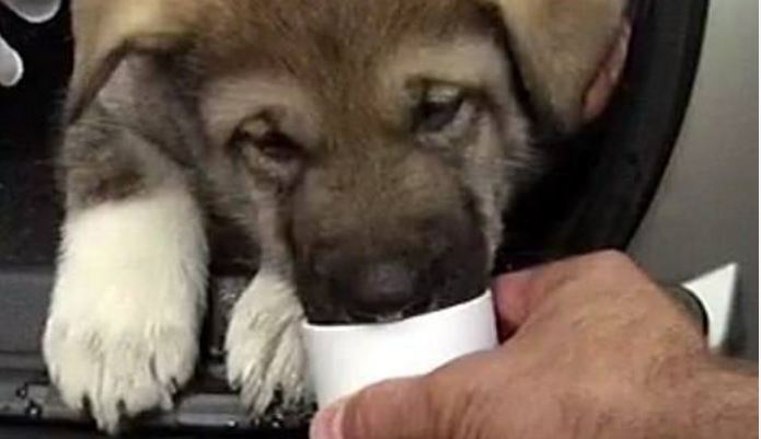 Politie bevrijdt weer puppy uit snikhete auto