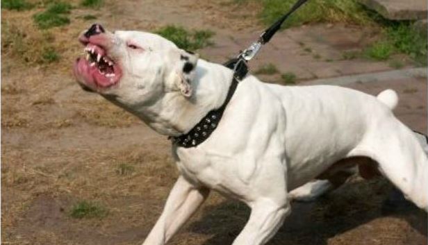 Honden niet kort houden wordt strafbaar