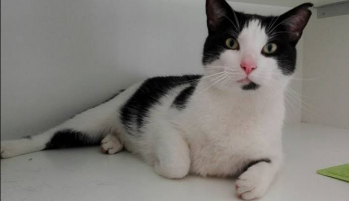 Rijswijkse kater in Streekdierentehuis Het Julialaantje