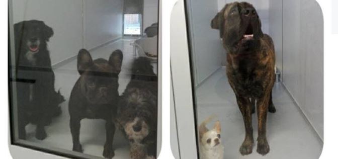 Al veel honden in dierenpension Julialaantje