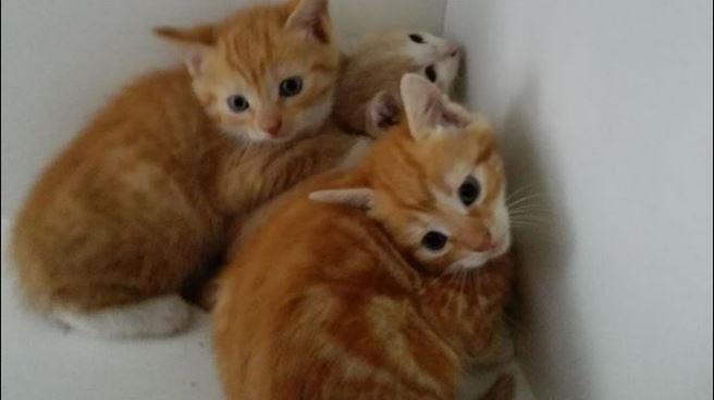 Wie is de eigenaar van deze kittens