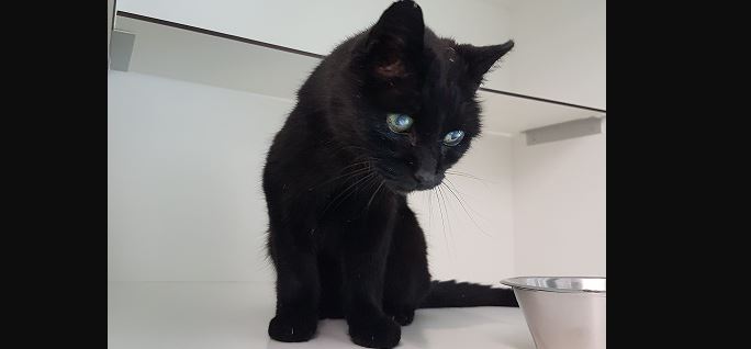Zwarte kat gevonden in Cromvliet