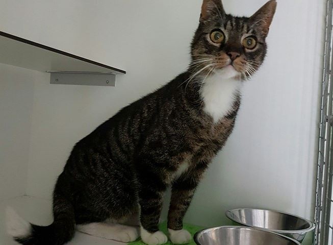 Eerste gevonden kat bij dierenasiel Het Julialaantje