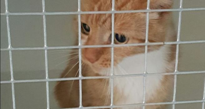 Gevonden Rijswijkse poes in Het Julialaantje