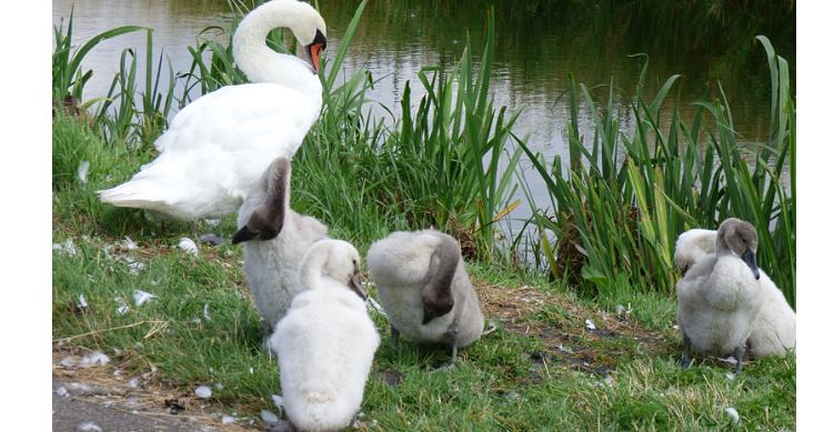 Knobbelzwanen met hun kids