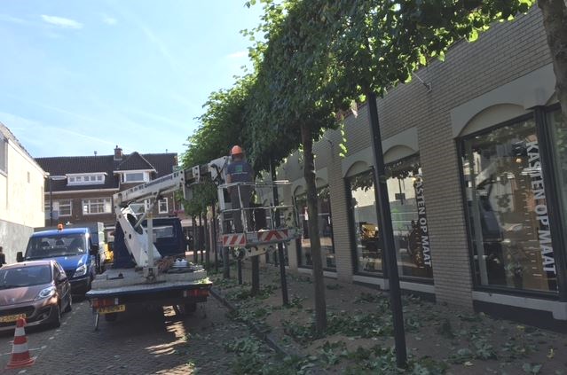 Prachtige leilinden in oud Rijswijk vragen onderhoud