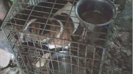 Dierenagent treft honden en katten aan in vieze caviakooien