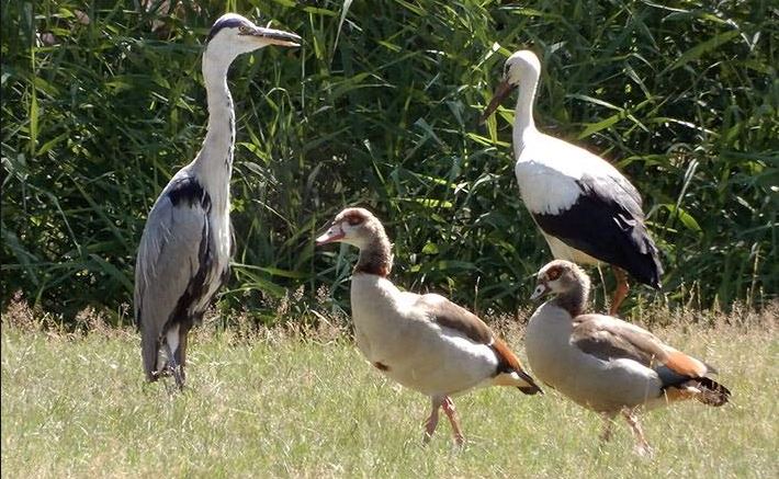 Mooi ooievaarsgeluk in Park De Voorde
