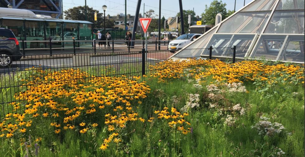 Zomerse bloemen bij Rijswijkse station