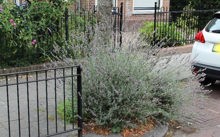 Bloeiende lavendel in Rijswijkse boomspiegel