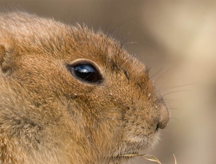 Spel en pannenkoeken of dieren