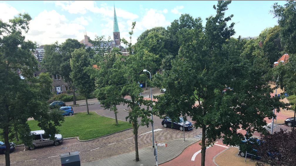 Groencafé: Kappen met kappen van bomen