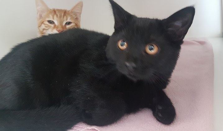 Twee kittens op straat gevonden