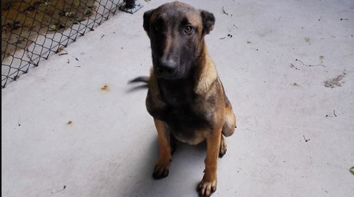Eerste gevonden hond in asiel Julialaantje
