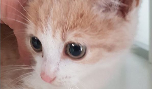 Kitten gevonden in Park Overvoorde