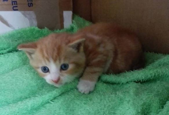 Waar is eigenaar  van rood witte kitten