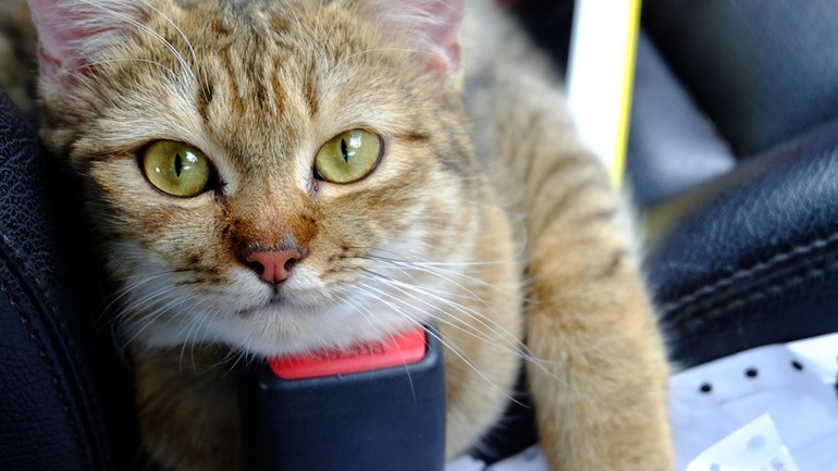 Kat uit auto gegooid, eigenaar aangehouden