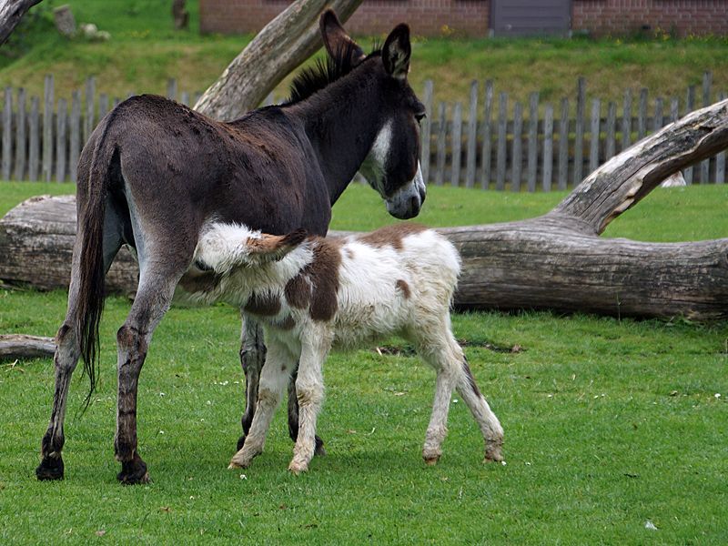 Stadsboerderij BuytenDelft  voorheen Kinderboerderij Delftse Hout
