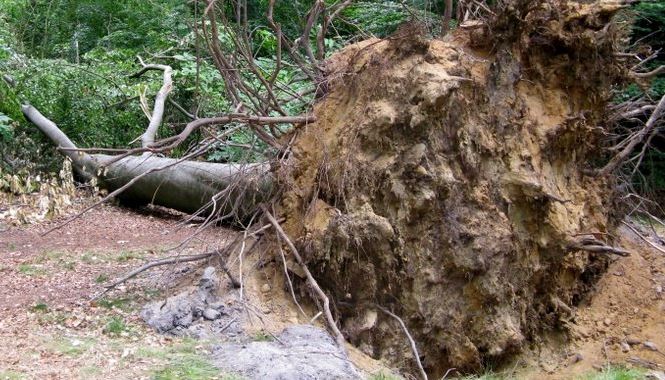 Harde storm blaast boom om in Mr. le Poolestraat