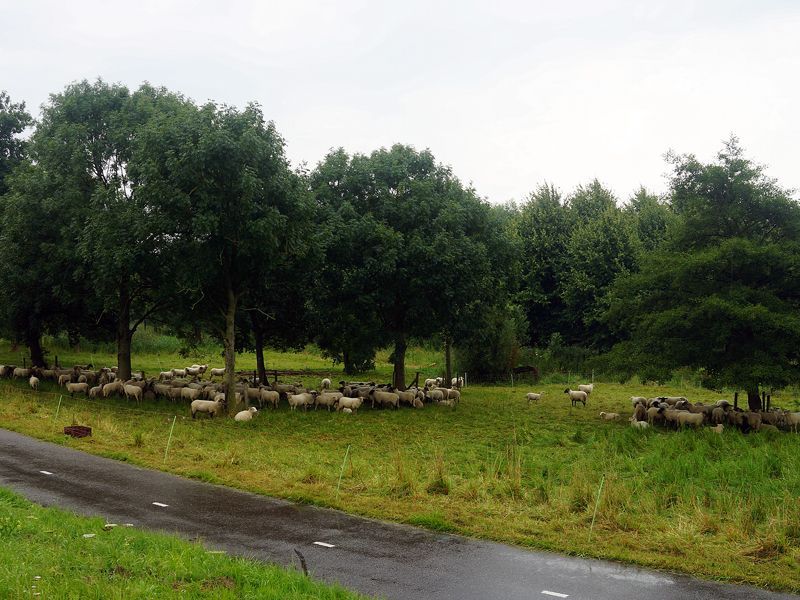 Schapen schuilen tegen de regen in Pijnacker