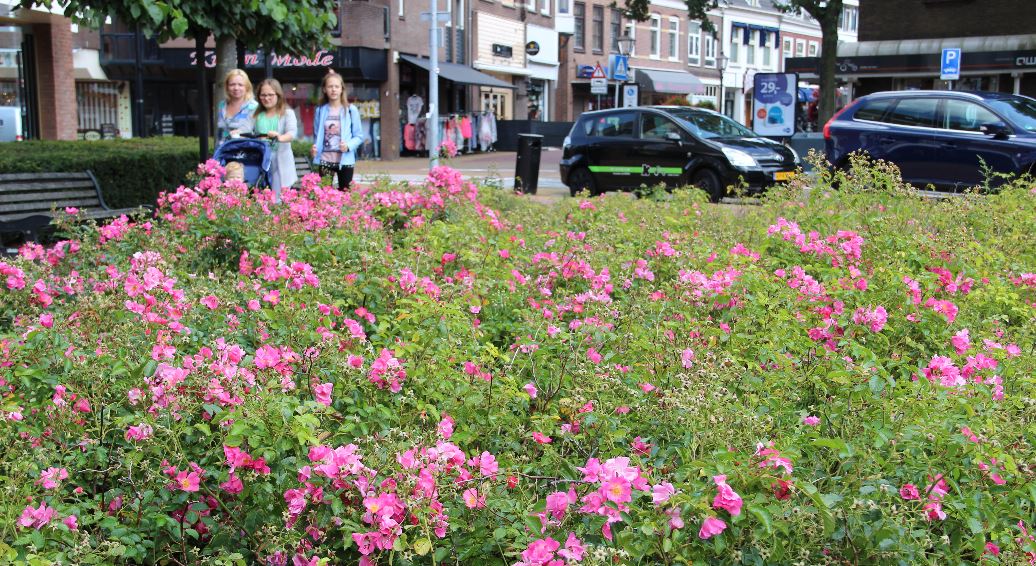 Zonnetje en kleurige bloemen  in Oud Rijswijk