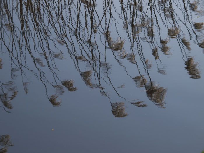 Avondwandeling door de Ackerdijkseplassen
