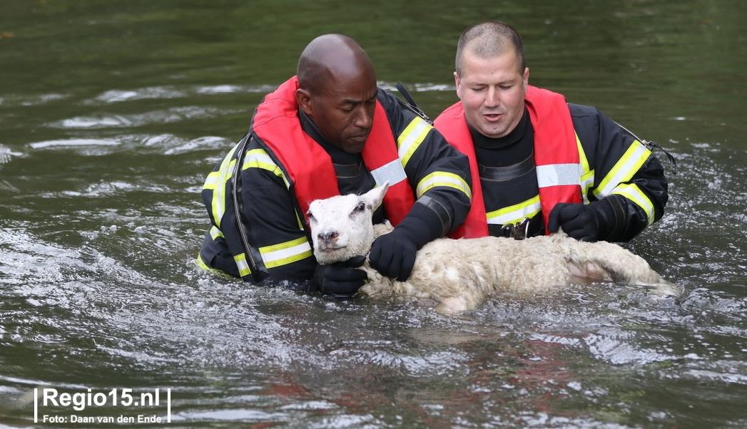 Brandweer haalt schaap uit het water