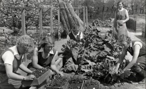Juweeltjes van de Tuinbouwschool Huis te Lande”