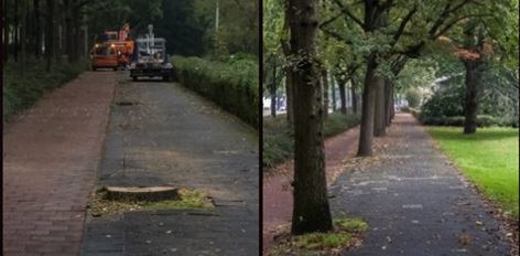 Eerste bomen Generaal Spoorlaan zijn omgezaagd