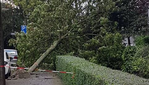 Boom omgewaaid in Buziaulaan