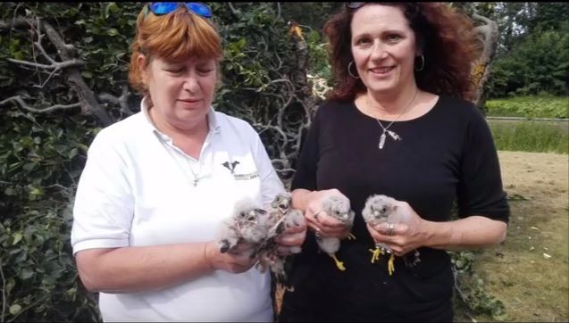 Onze helden van de dierenambulance