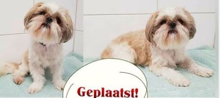 Herman heeft een nieuw baasje