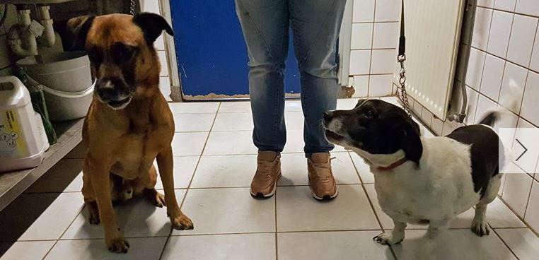 Vastgebonden honden opgehaald door eigenaar