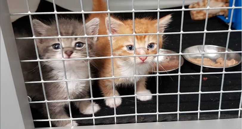 ’t Julialaantje zoekt vrijwilliger als dierenverzorger