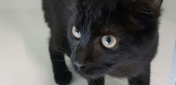 Zwarte poes is weg kwijt in Wilhelminabos