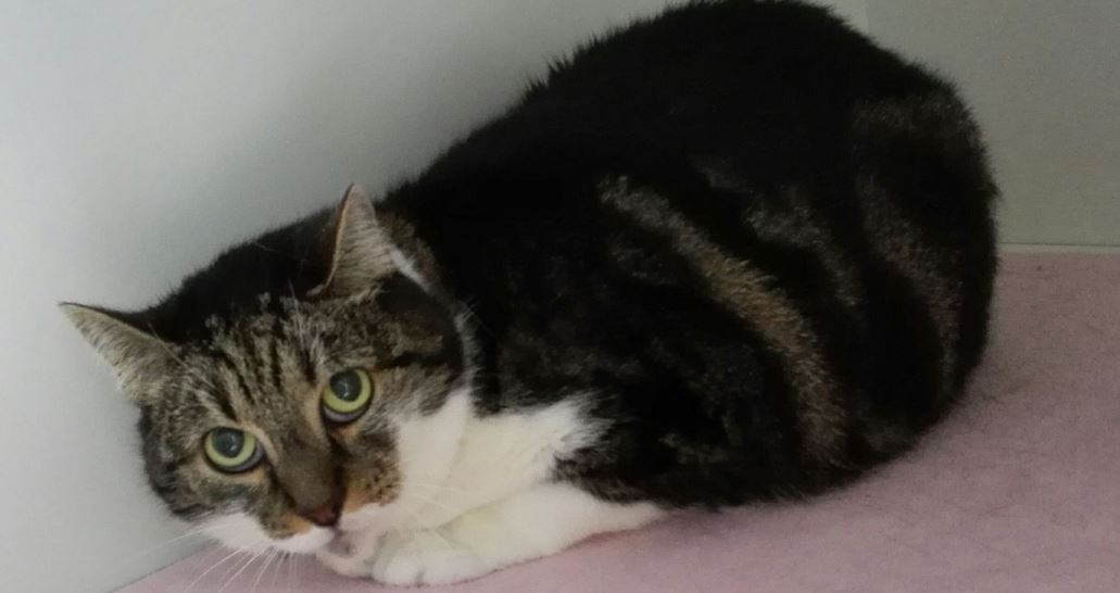 Pechvogel Ziva zoekt nieuw baasje