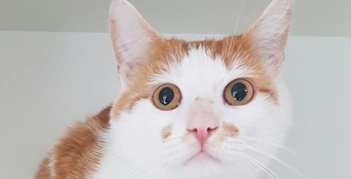 Kat gevonden in de Hoogkamerlaan
