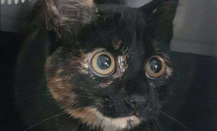 Kat gevonden in de Hilvoordestraat
