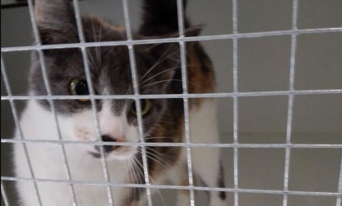 Eigenaar gezocht van deze Rijswijkse poes