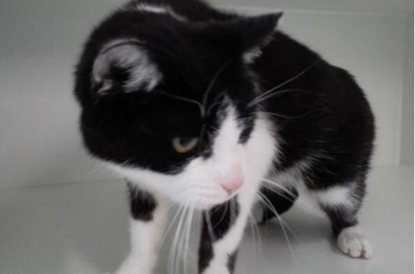 Oude kat gevonden op Karel Doormanlaan