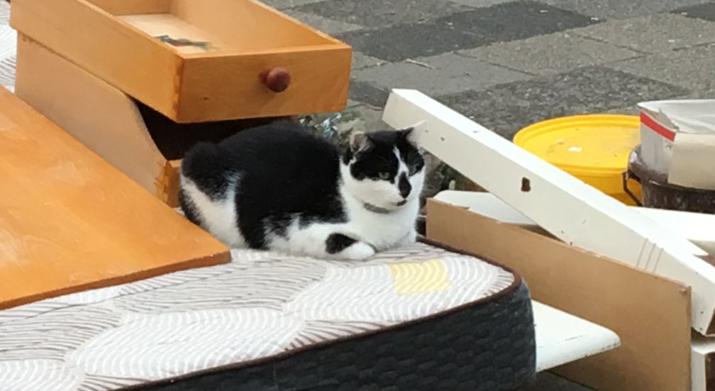 Rijswijkse Poes houdt van groot vuil