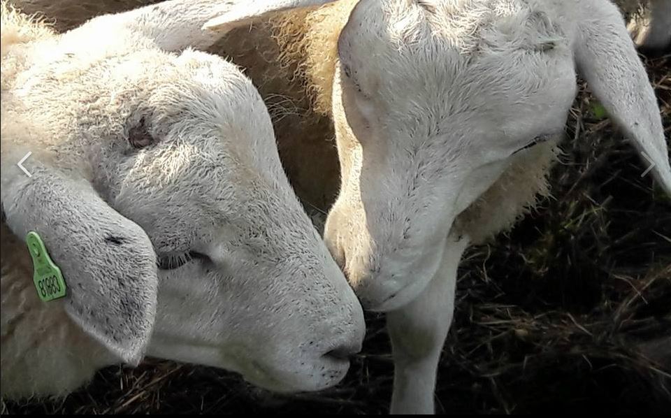 Pluis en Beertje komen naar de ponyweide